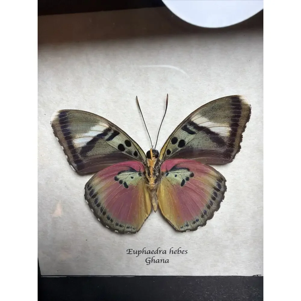 Real African Butterfly Euphaedra xypete Pink Forester Framed Taxidermy Display